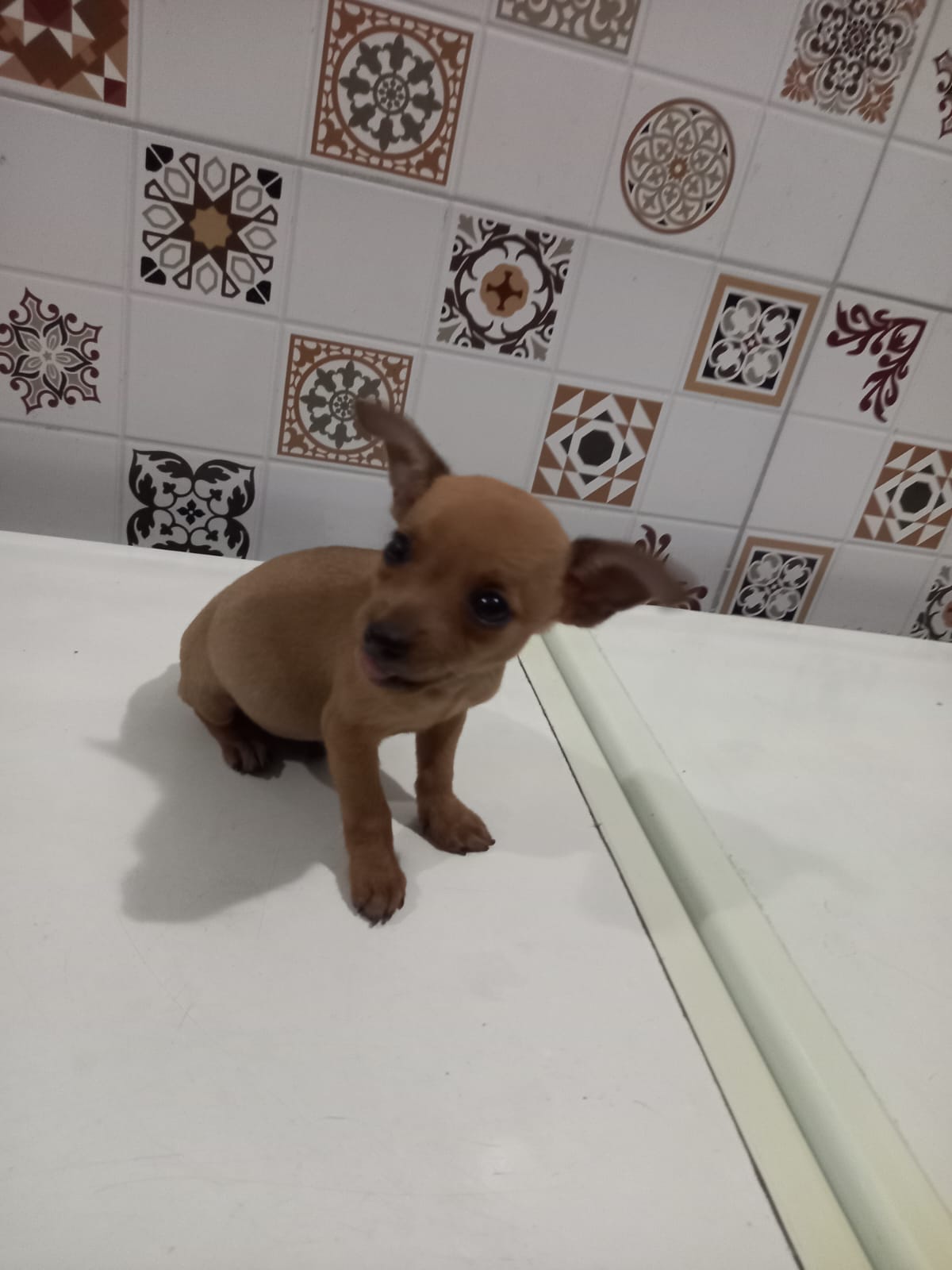 Portal Vendocão Cachorro Pinscher número 1  João pessoa 