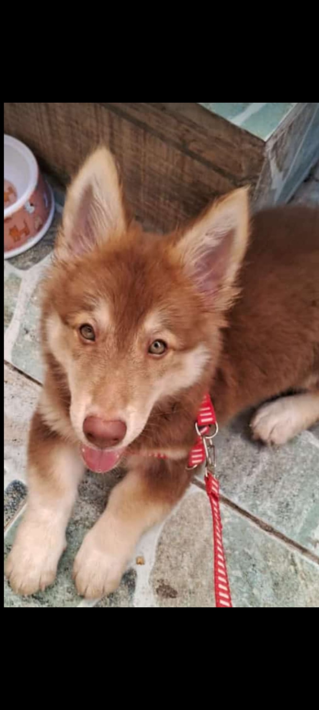Vendo filhote de Husky Siberiano (pai) Yorkshire terrier e pastor alemão ( mãe) - Foto 3