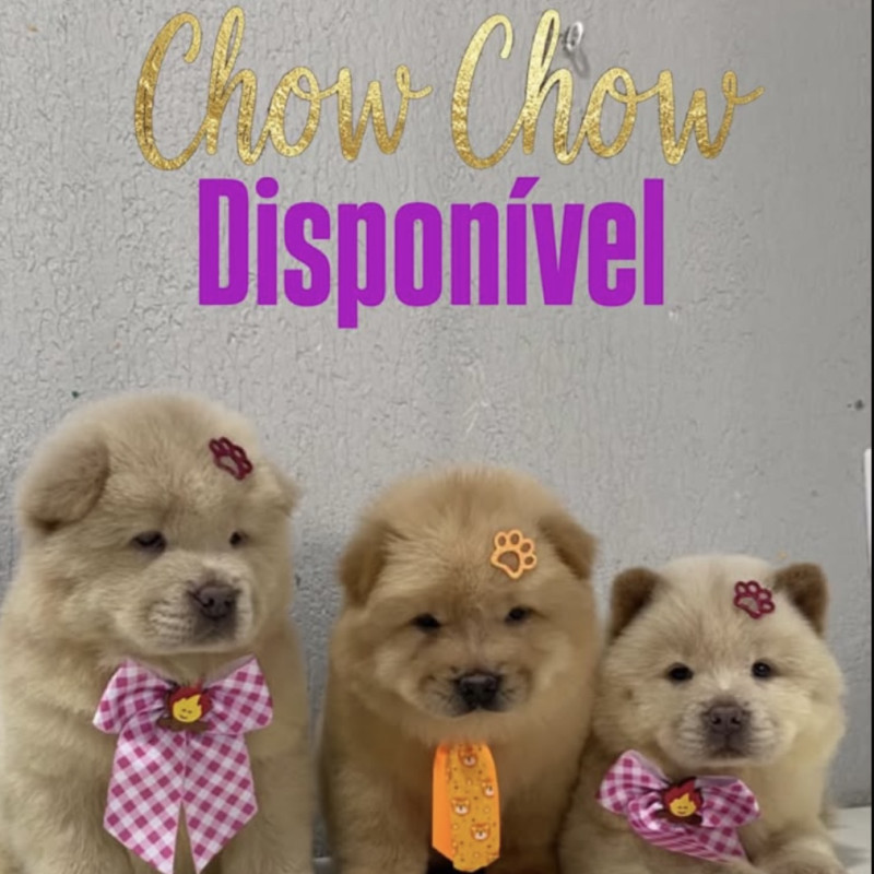 Lindos filhotes de CHOW CHOW - Foto 1