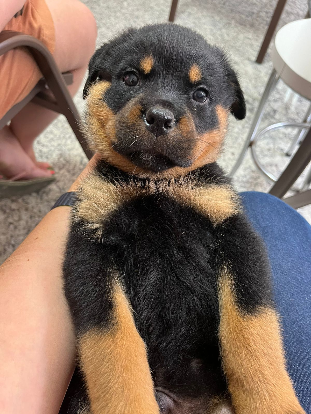 Portal Vendocão Filhote Rottweiler Femea Belo Horizonte