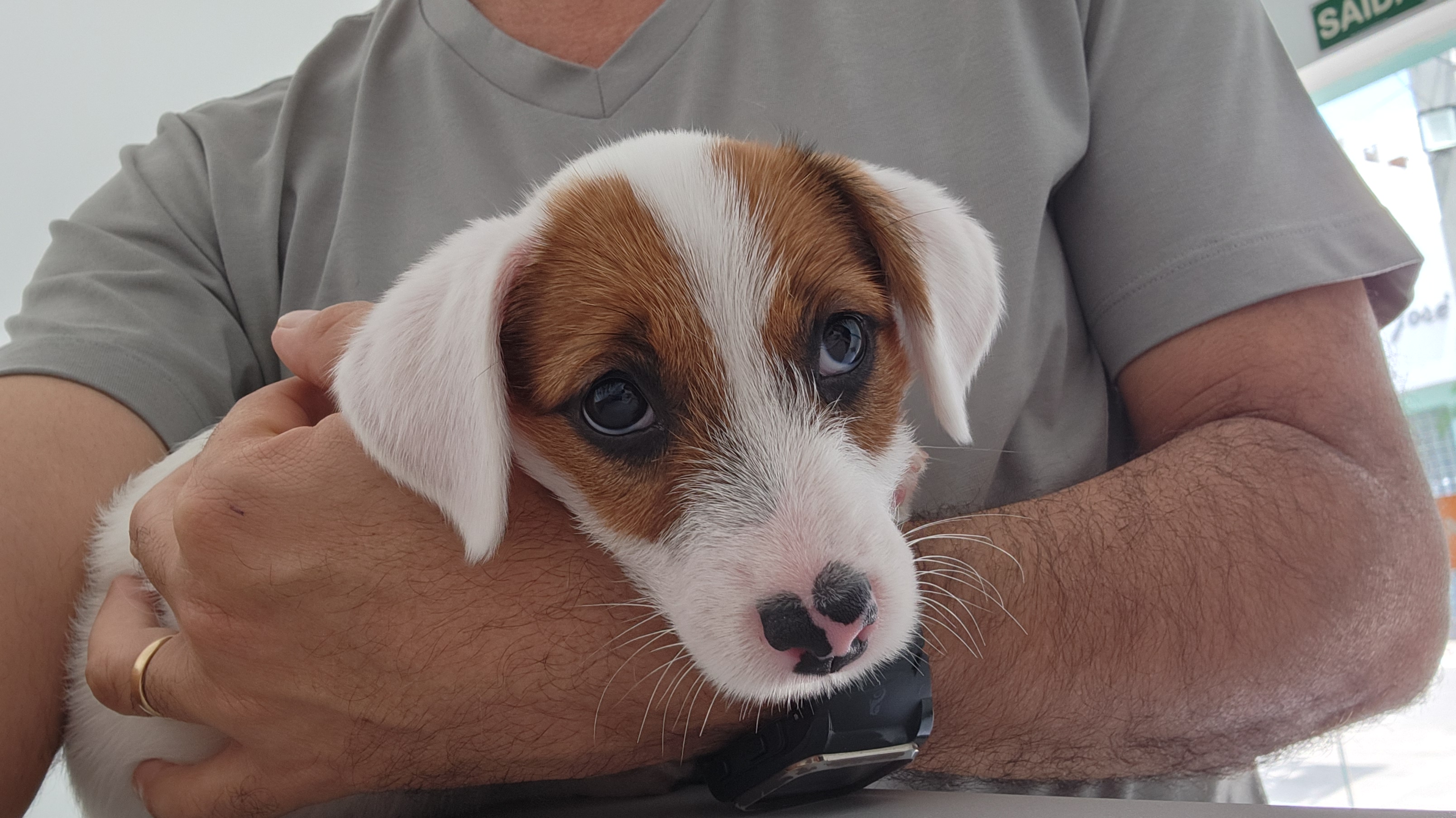 Portal Vendocão Filhotes da raça Jeck Hussel Terrier Jequié 