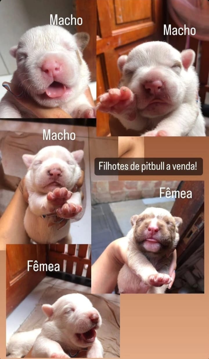 Portal Vendocão Filhotes de Pitbull American Terrier Dias Davila
