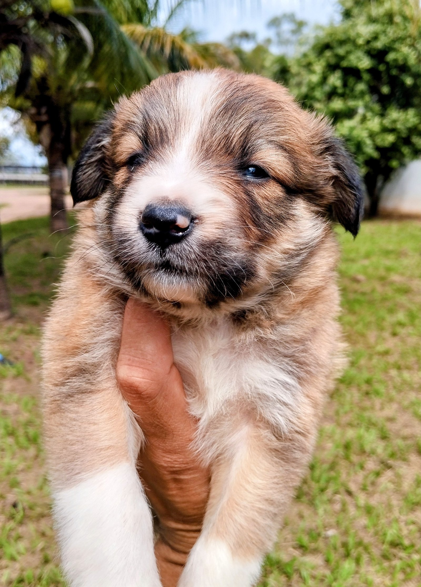 Border Collie 