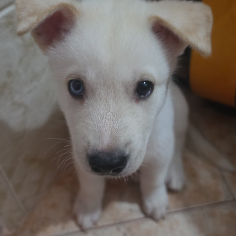 4 Filhotes lindos e fofos, fazem 2 meses dia 7 de setembro - Foto 2