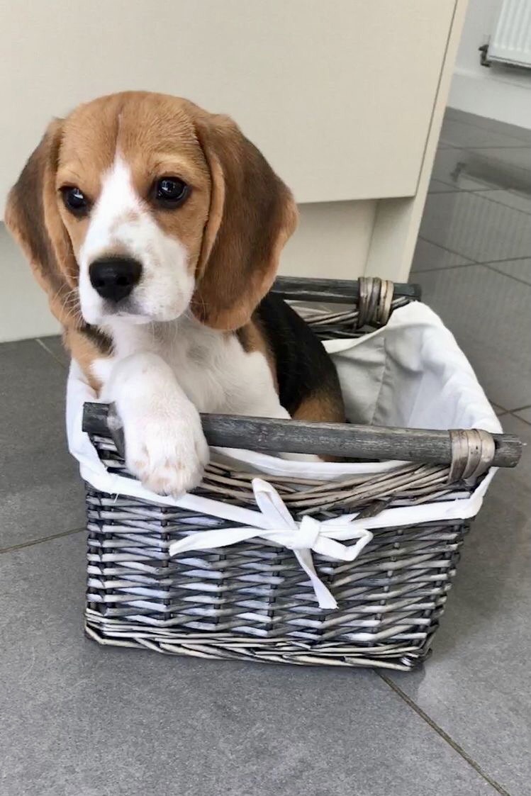 Portal Vendocão Beagle disponível  São Carlos 