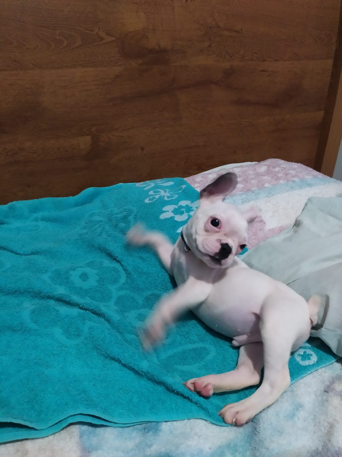 Portal Vendocão Buldogue Frances com pedigree Macho Volta Redonda