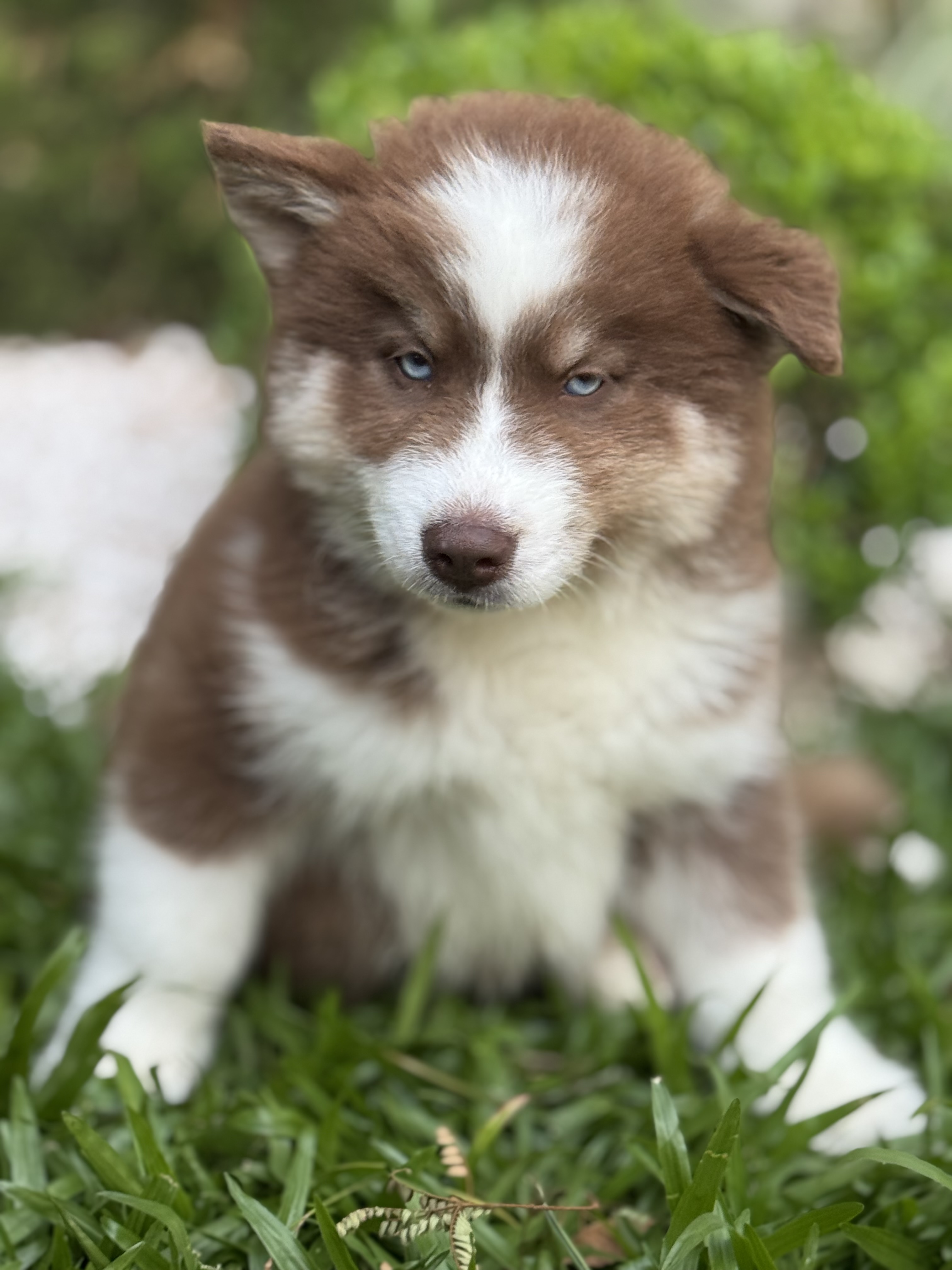 Portal Vendocão Filhote de Husky Siberiano  Sapiranga 