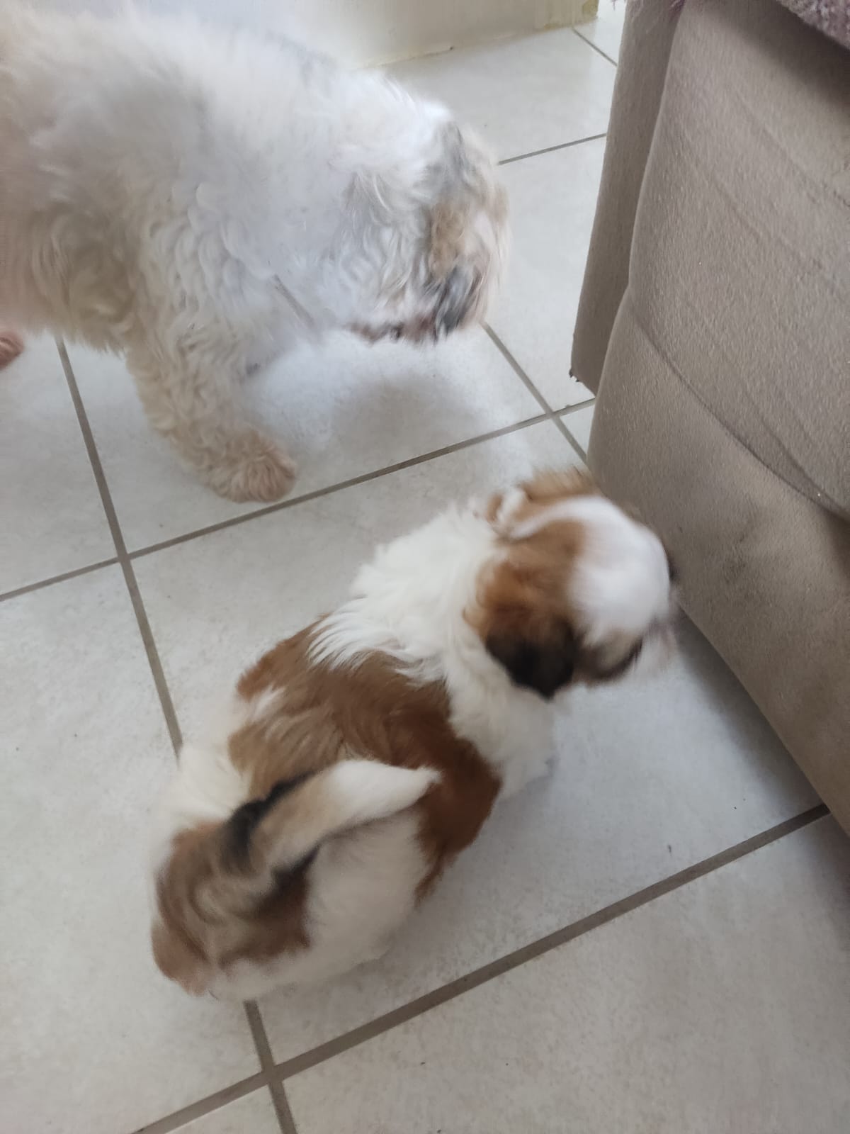 Portal Vendocão Vendo cão filhote  Recife