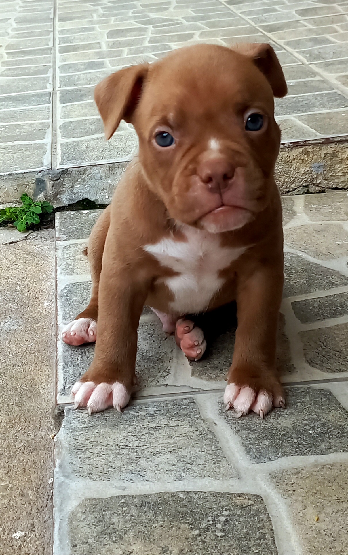 American bully Pocket 