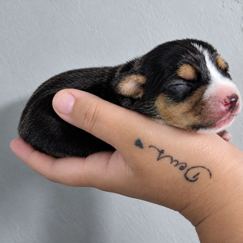 Filhotes de pinscher