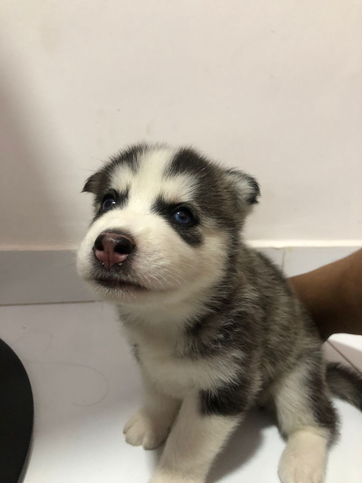 Portal Vendocão Husky siberiano olhos azuis  São Luís 