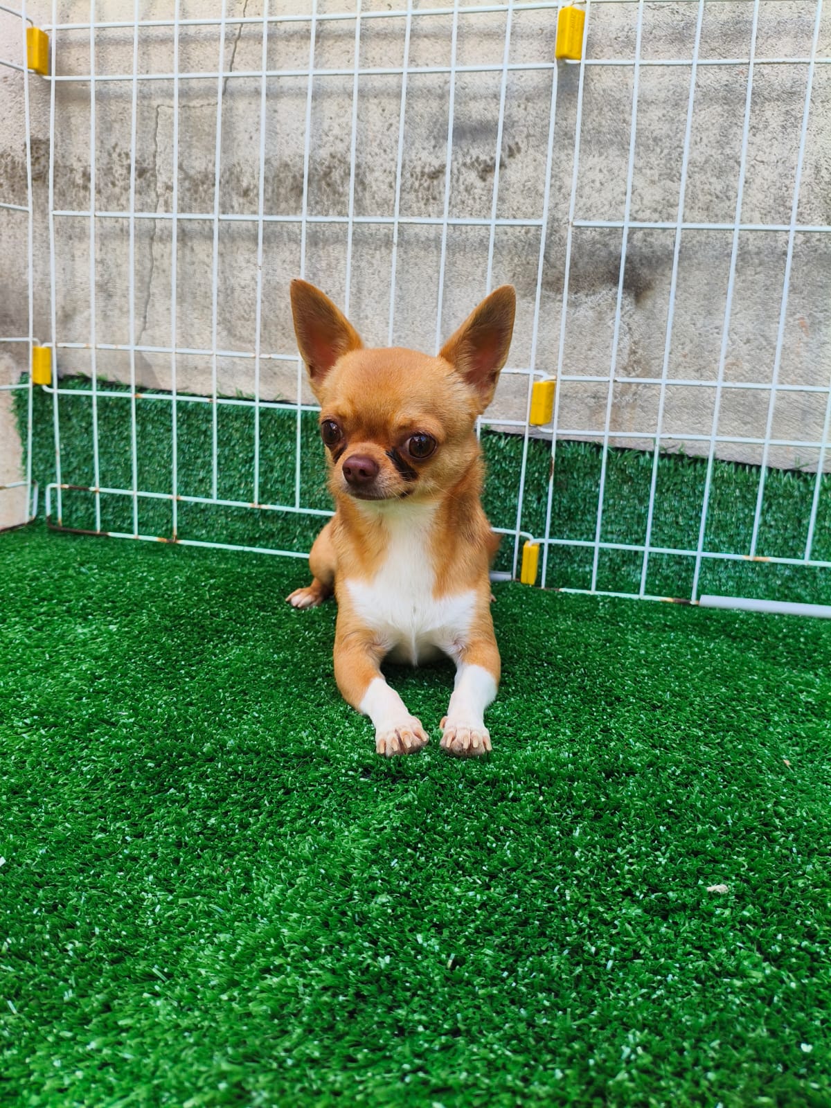 Chihuahuas  - Foto 3