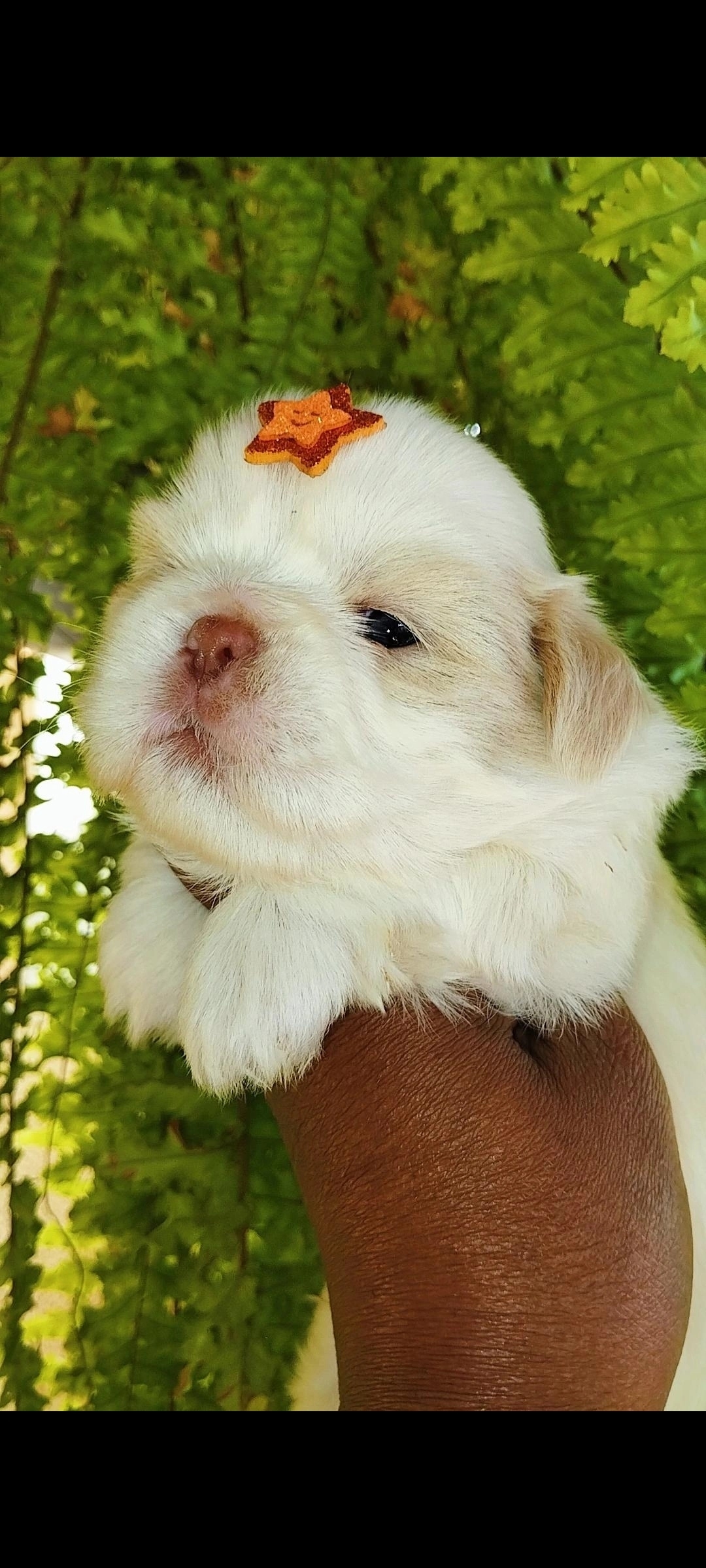 Portal Vendocão Filhotes de Shih tzu macho  Catalão