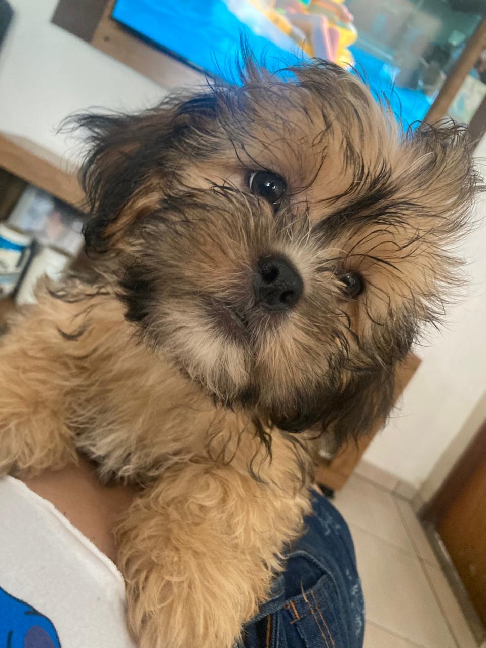 Portal Vendocão Machinho shitizo com 80 dias  Sorocaba