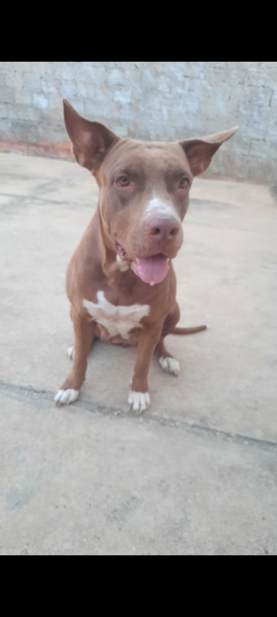 Portal Vendocão Pit bull 3 anos  Teresina