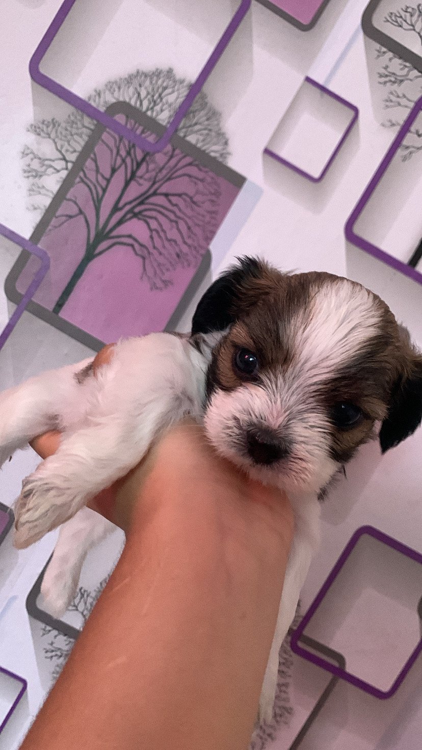 Filhotes de shih tzu  - Foto 3