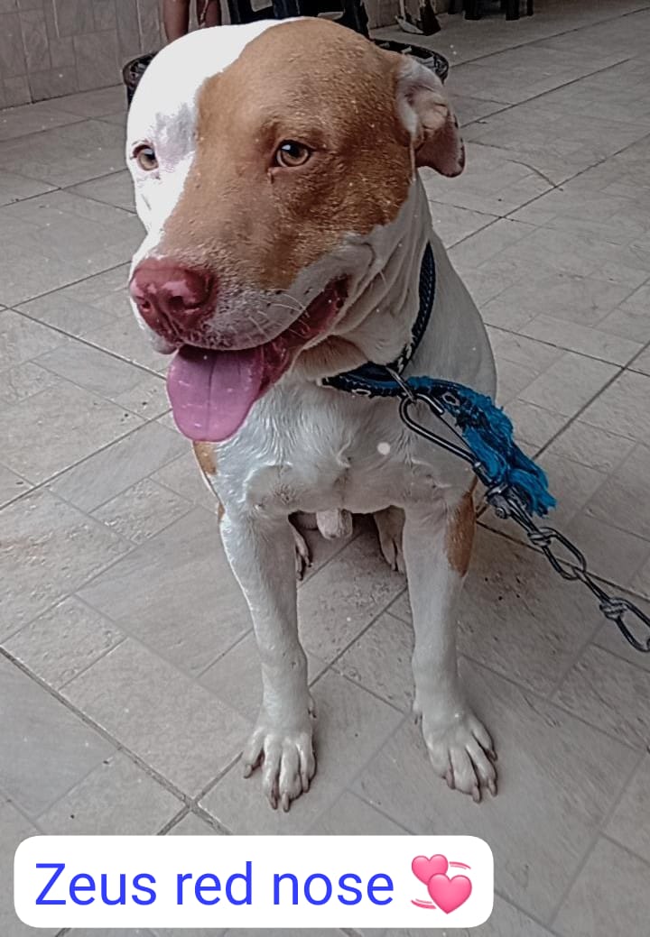 Portal Vendocão PitBull Red nose São  Gonçalo