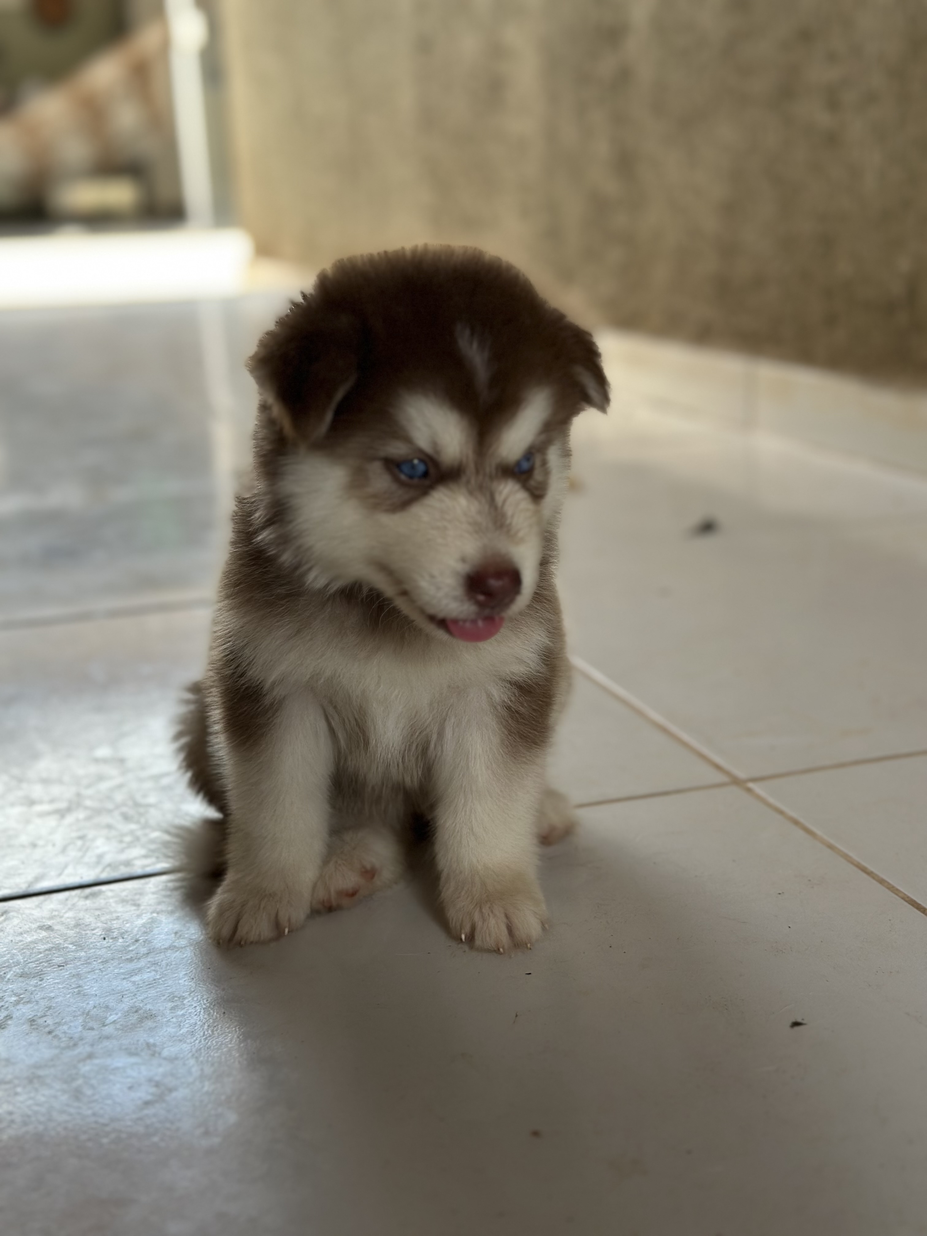 Portal Vendocão Husky Siberiano Santa Inês 