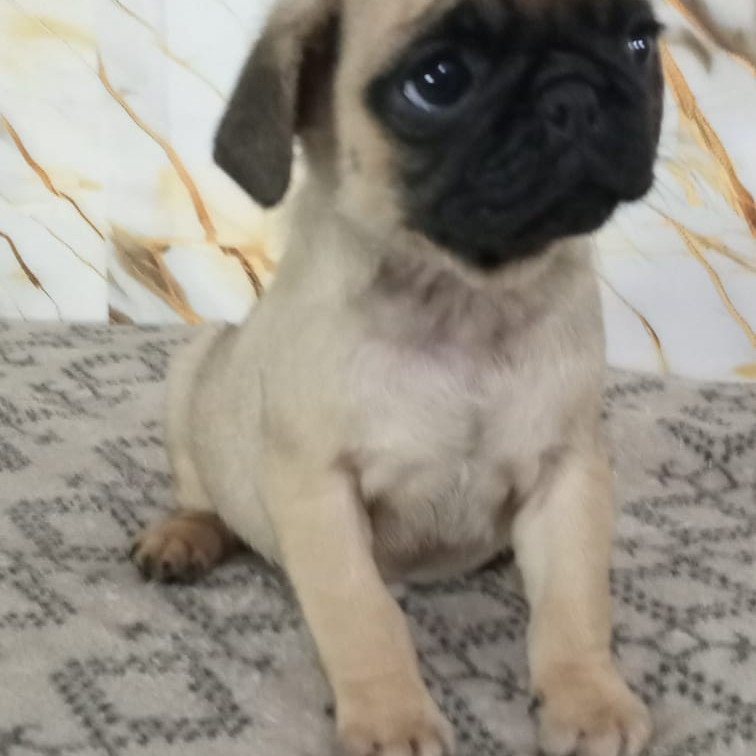 Pug - Foto 1