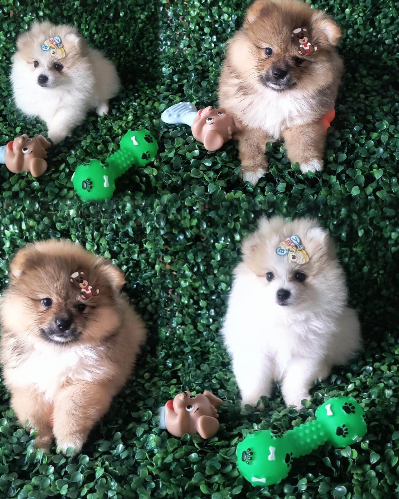 Vendo lindos filhotes de Spitz alemão macho já vacinado com vacina v10 importada com pedigree cbk opcional aceito cartão com ha taxas de juros com o cliente bem peludo alegres whatszap 7198387-6867