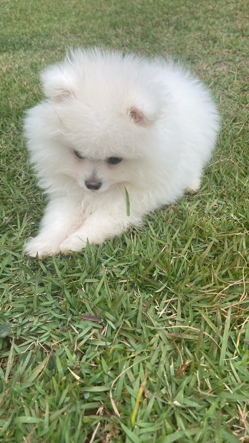 Portal Vendocão Filhotes de spitz alemão  Araçoiaba da Serra