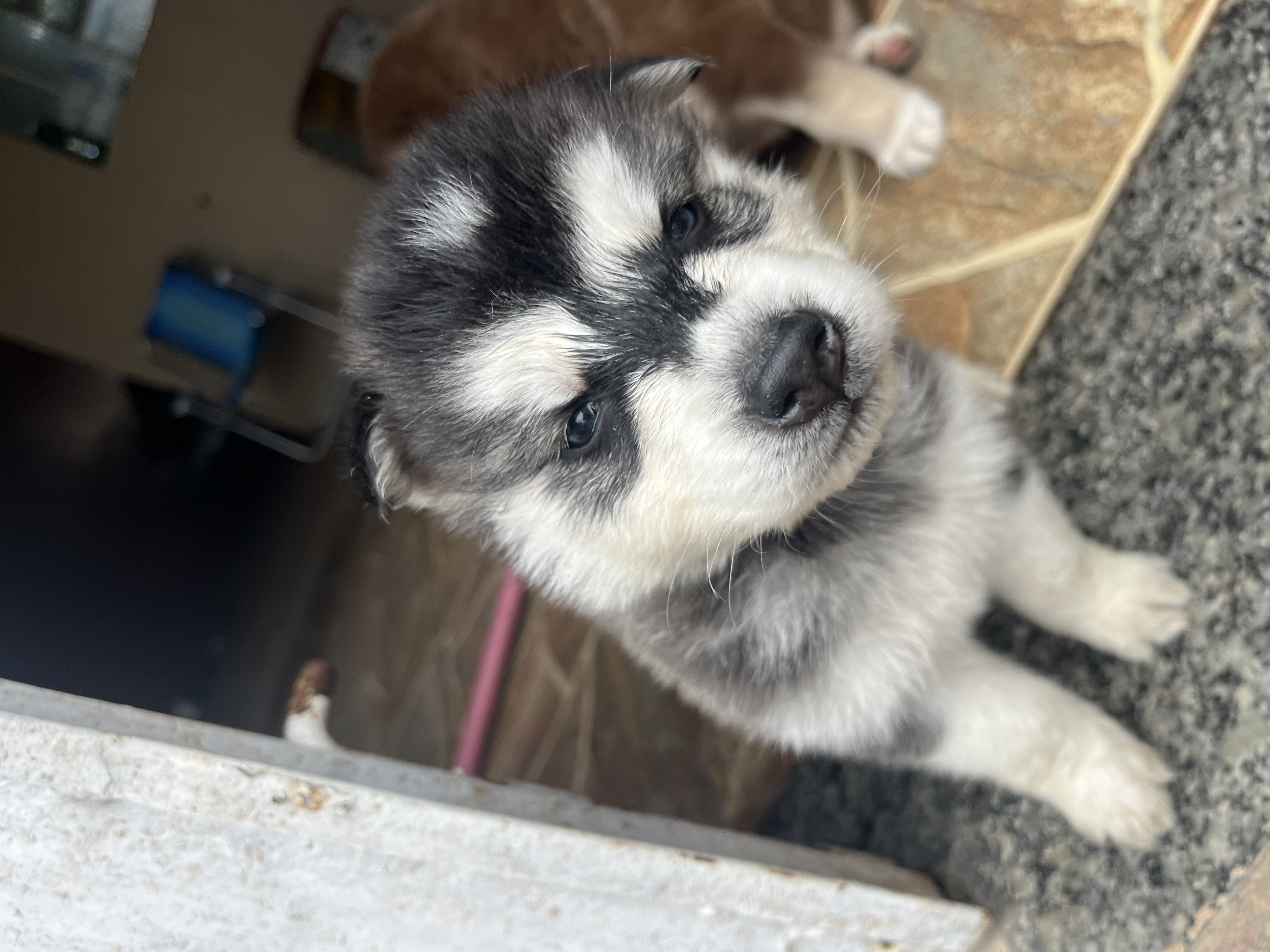 Vendo husky siberiano  - Foto 2