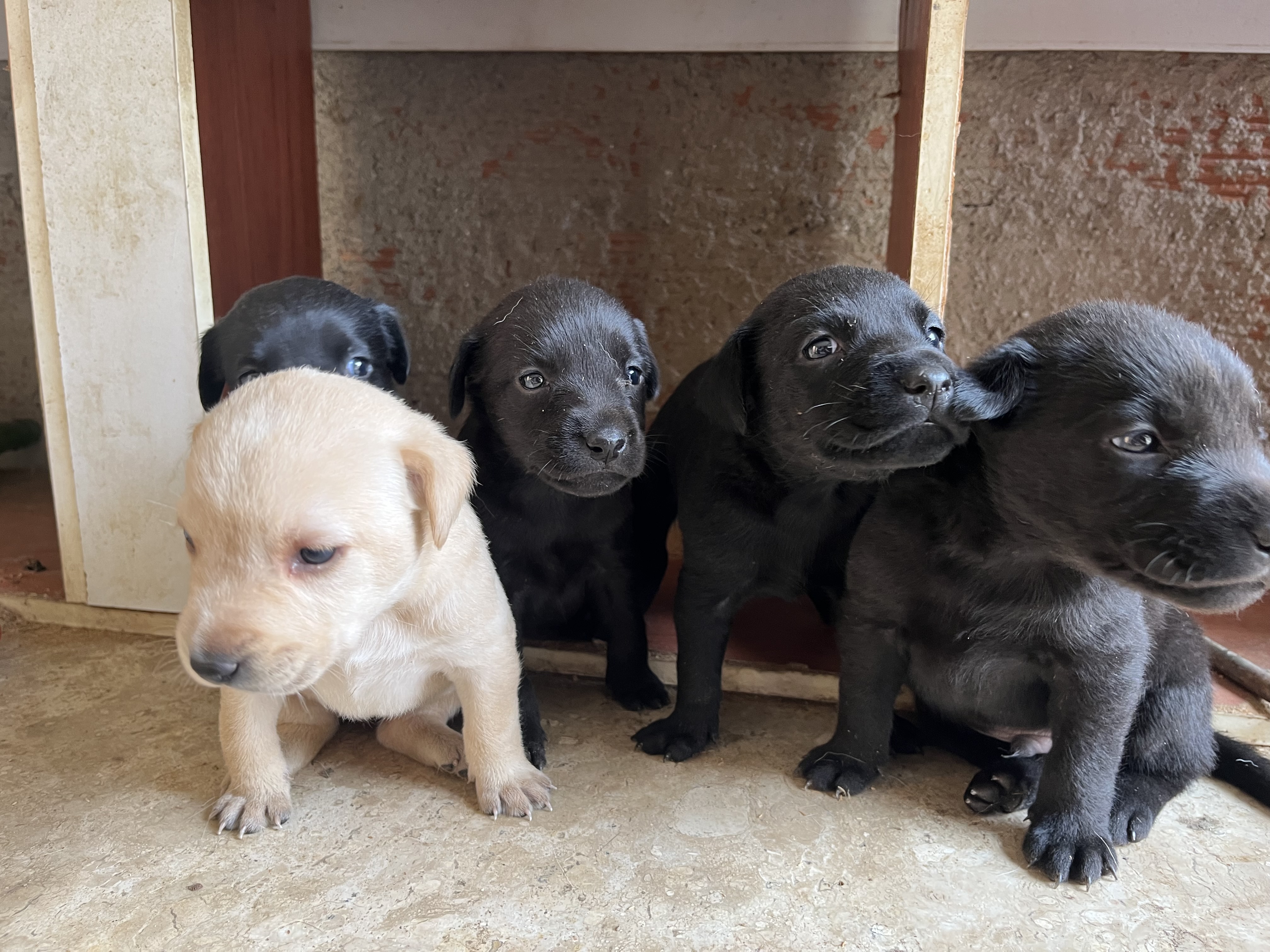 Labrador puro Juiz de Fora 