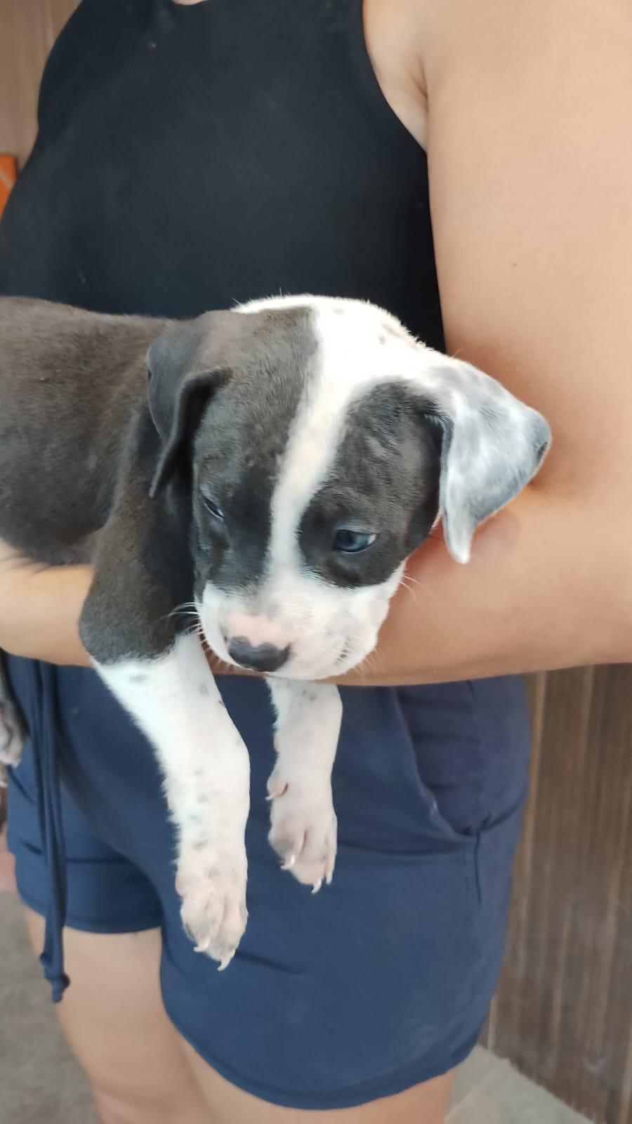 Portal Vendocão American Bully  Niterói