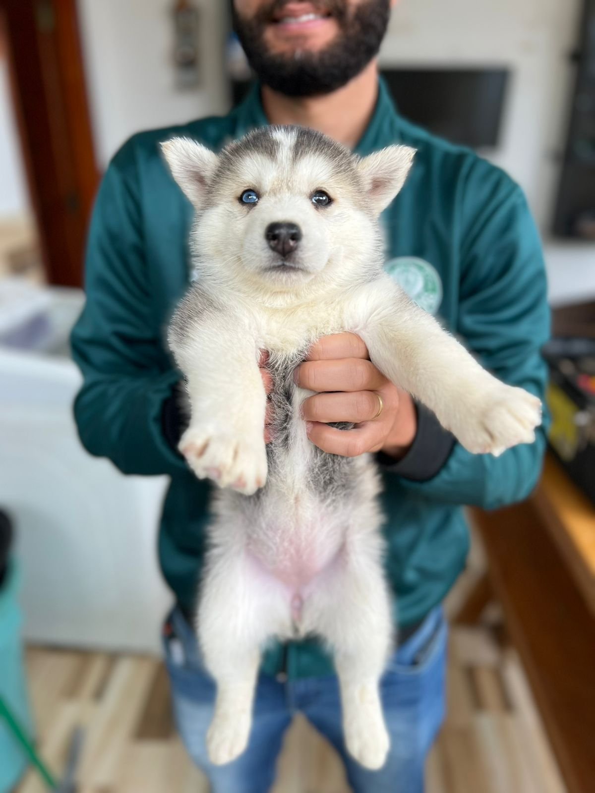 🐾 Filhotes de Husky Siberiano Puro à Venda! 🐾 - Foto 1