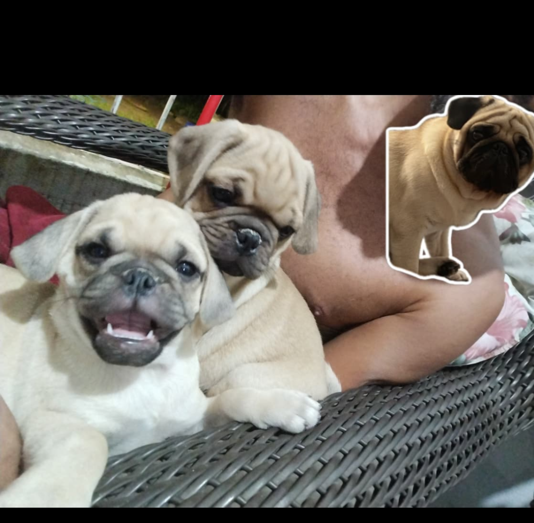 Pug