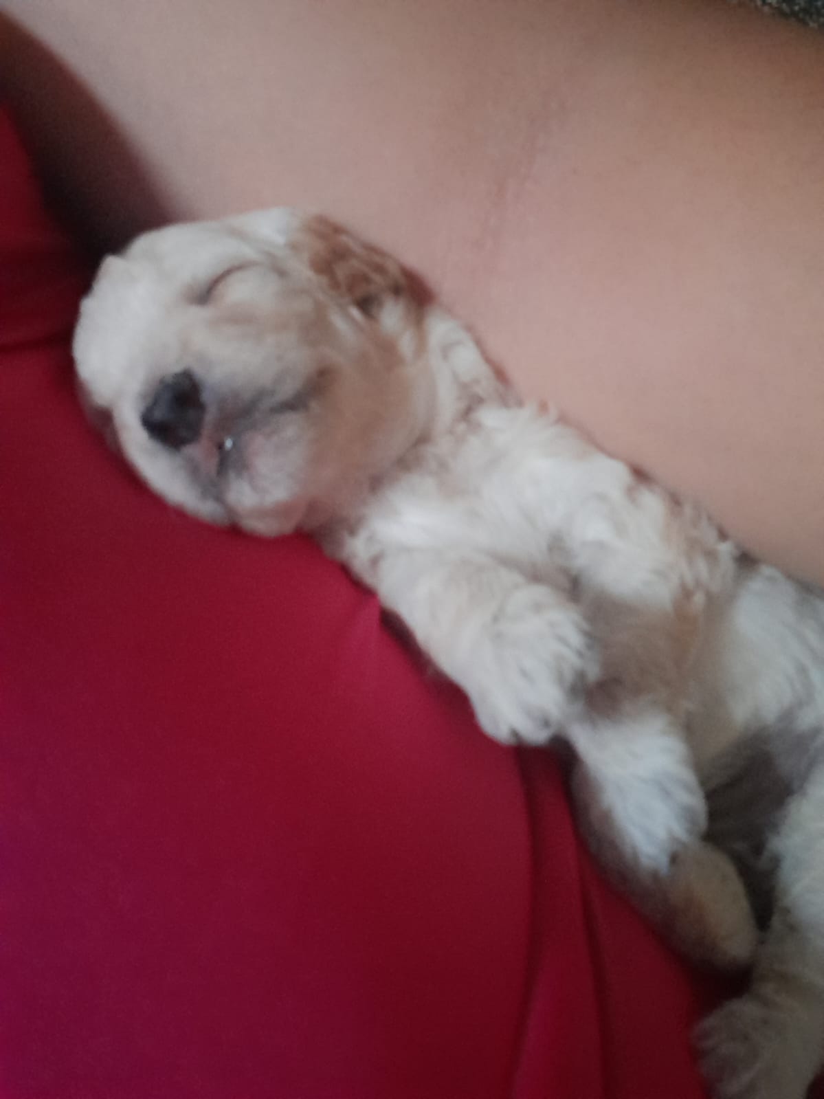 Portal Vendocão Vendo filhotes de poddle São Luís