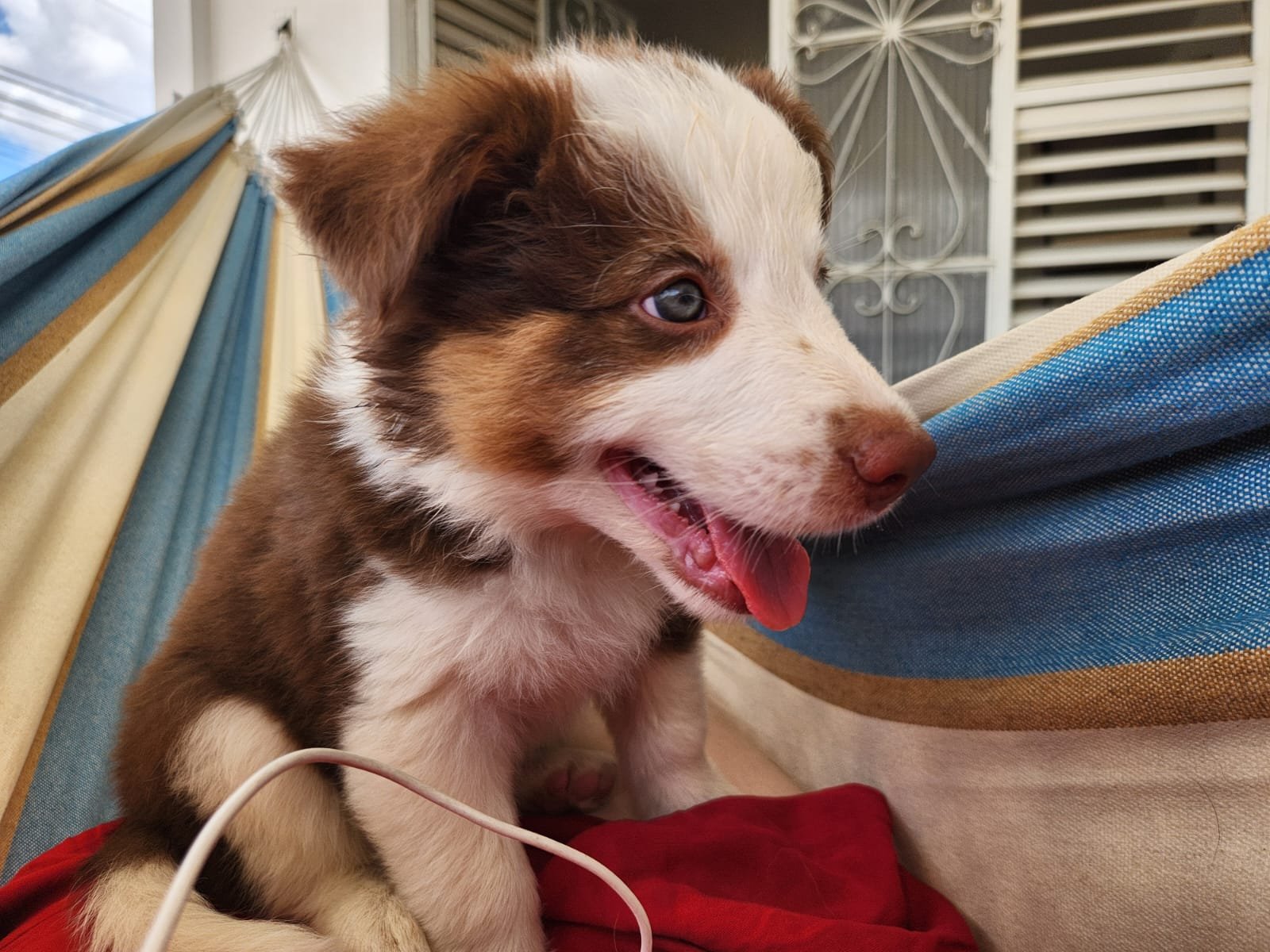 Filhote femea deBorder Collie - Tricolor (marrom com red) - Foto 2