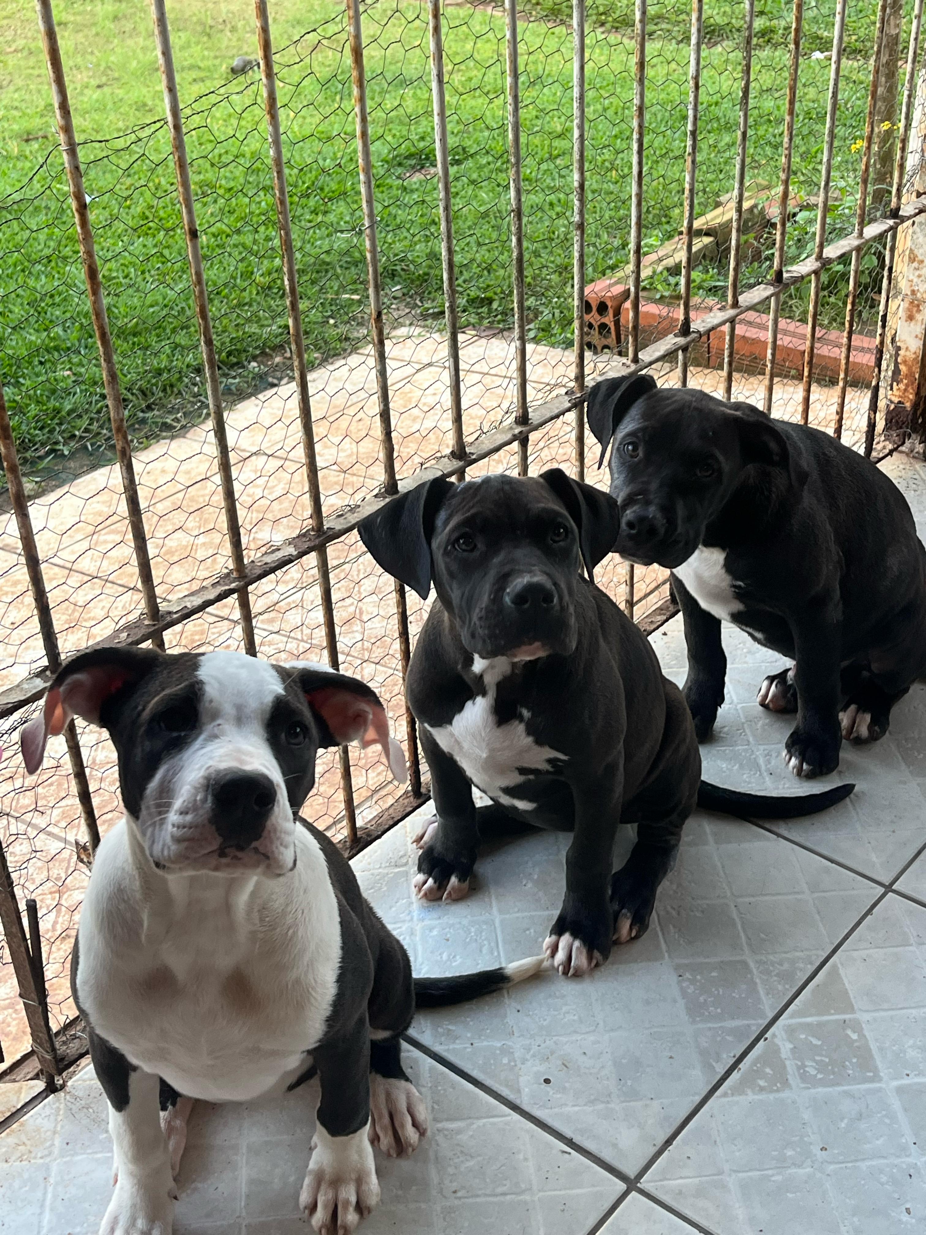 Portal Vendocão Pit monster  Curitiba São José dos Pinhais 