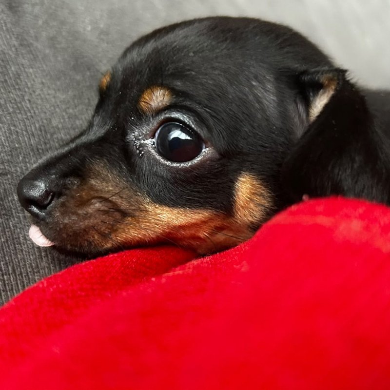 Lindo machinho pinscher - Foto 3