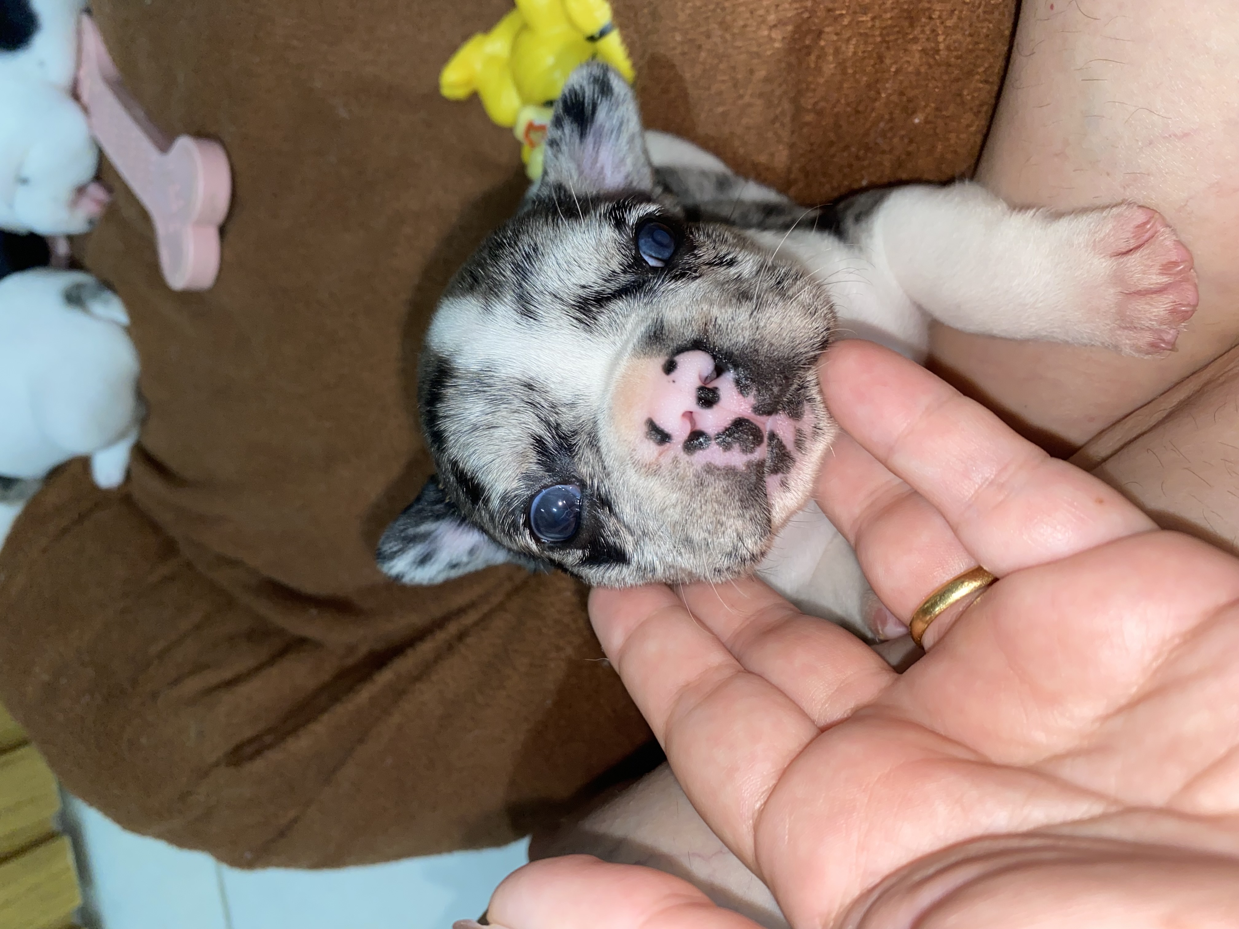 Portal Vendocão Bulldog francês merle Paulista 