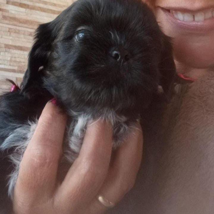 Filhotes macho de 2 meses - Foto 2