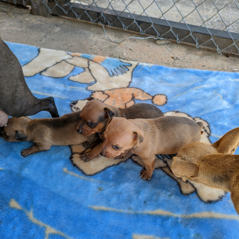 Filhotes de pinscher - Foto 1