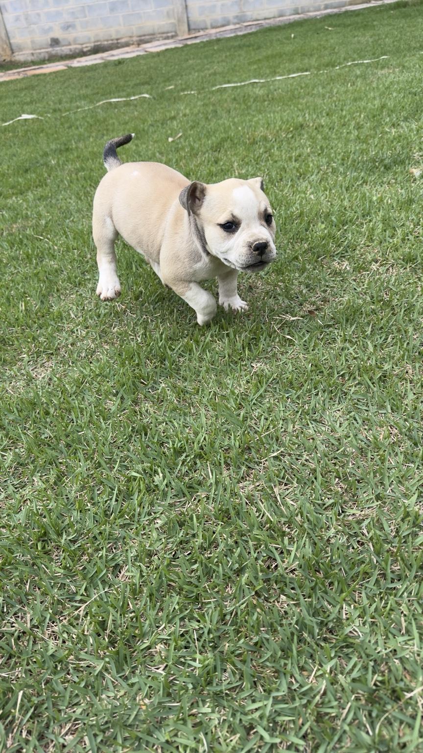 Filhote de American bully - Foto 3