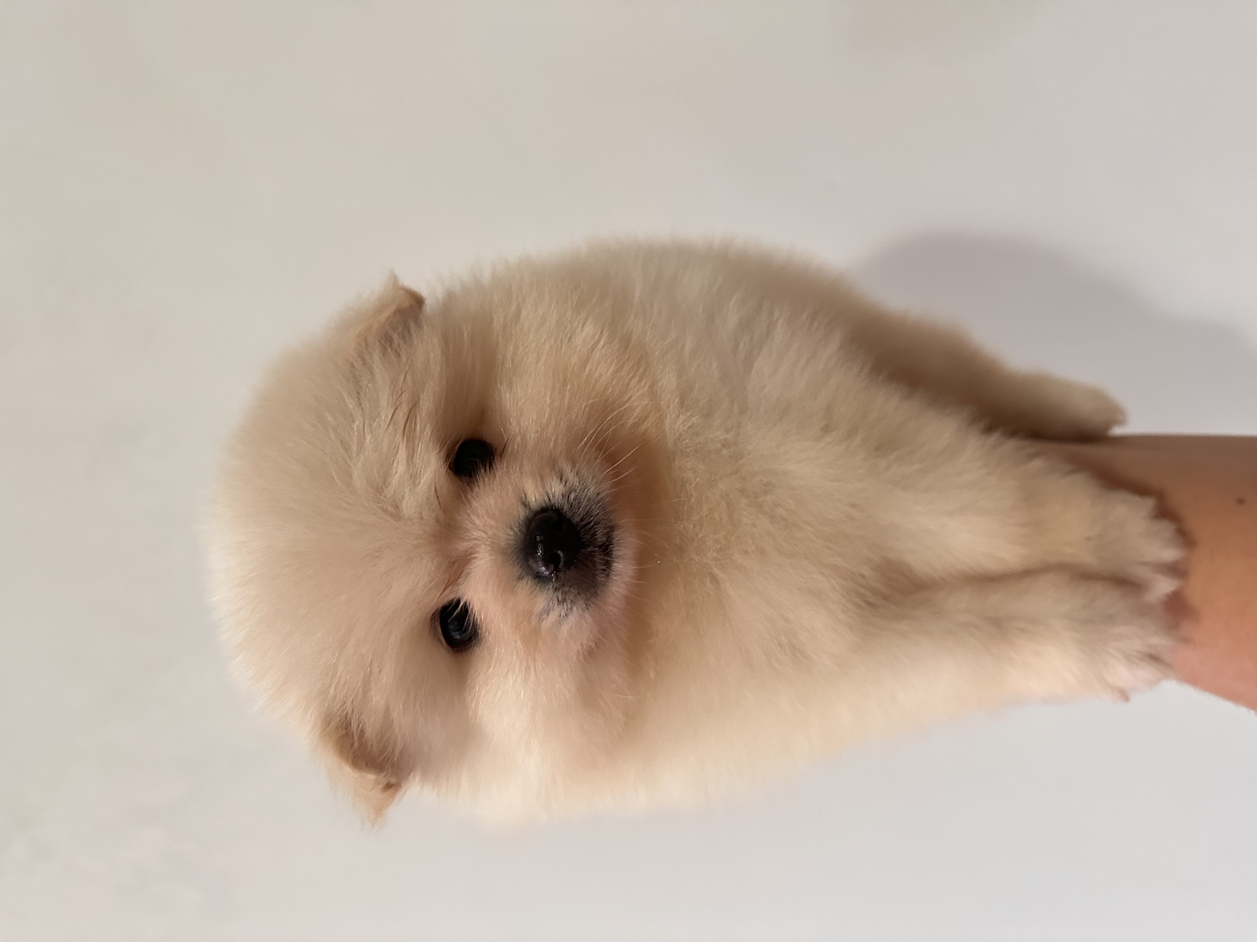 Spitz alemão anao (Lulu da pomerania)