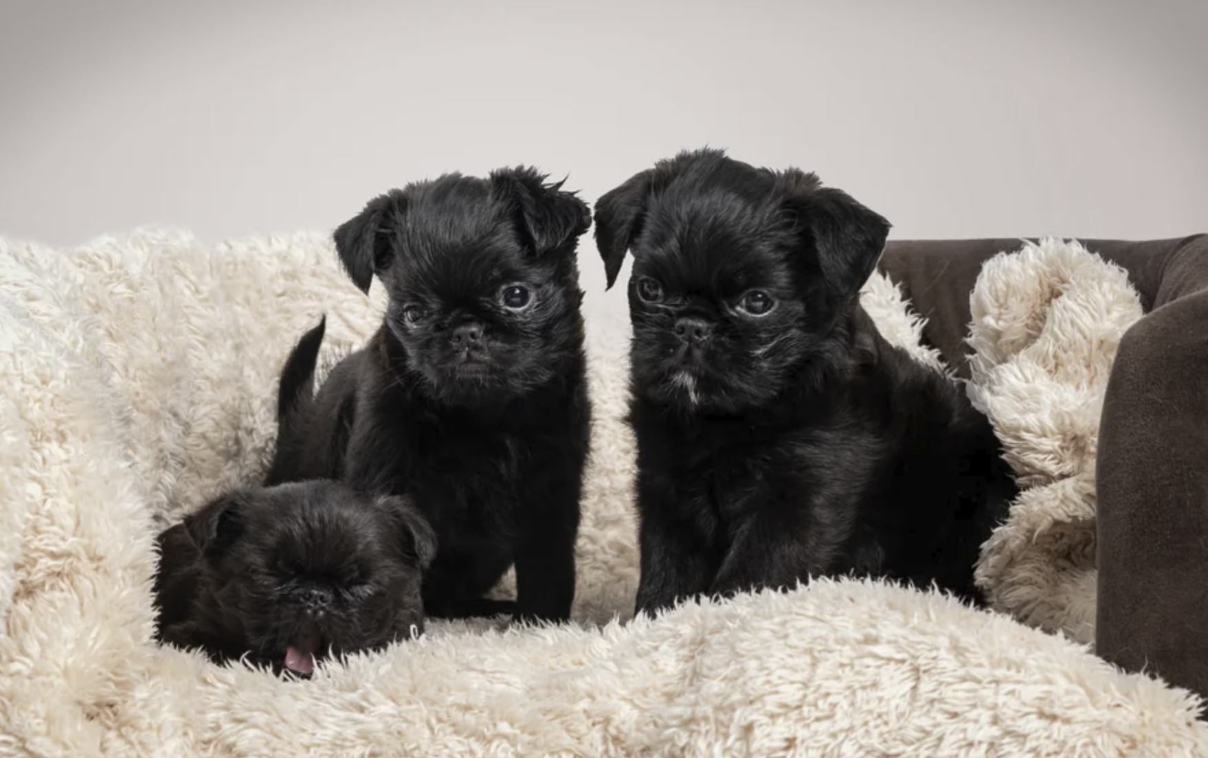 Griffon Belga - linhagem importada - CBKC Pedigree