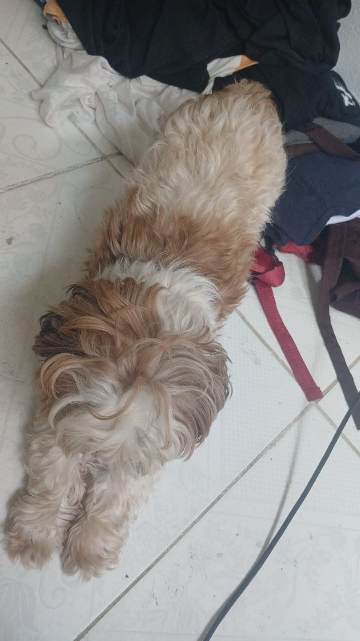 Vendo shitzu  - Foto 1