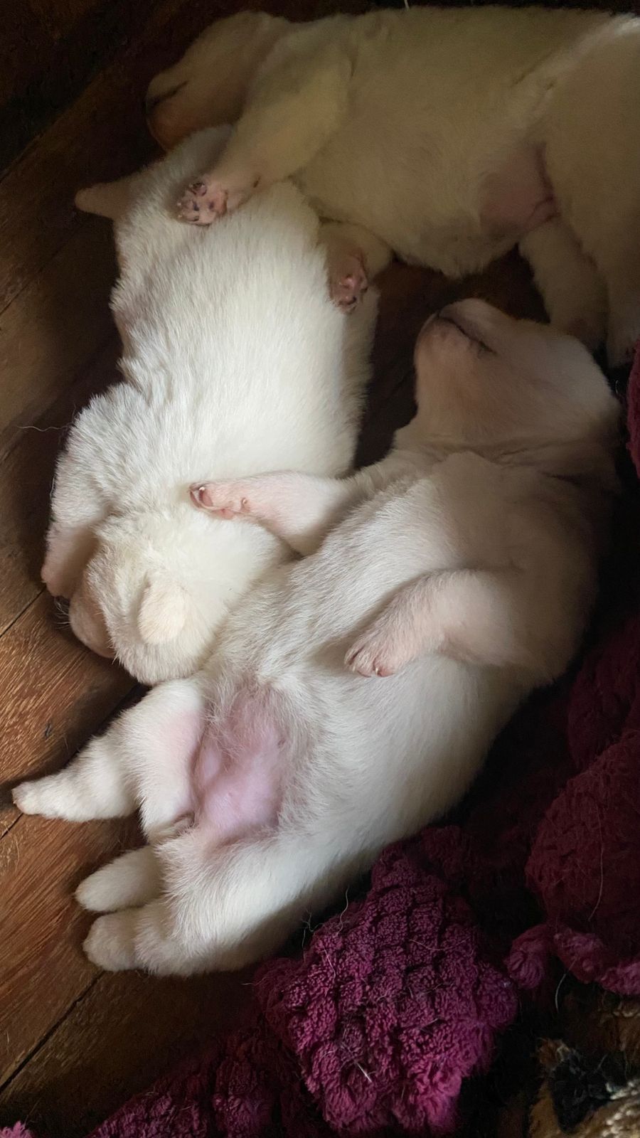 Portal Vendocão Filhotes de Akita Joinville