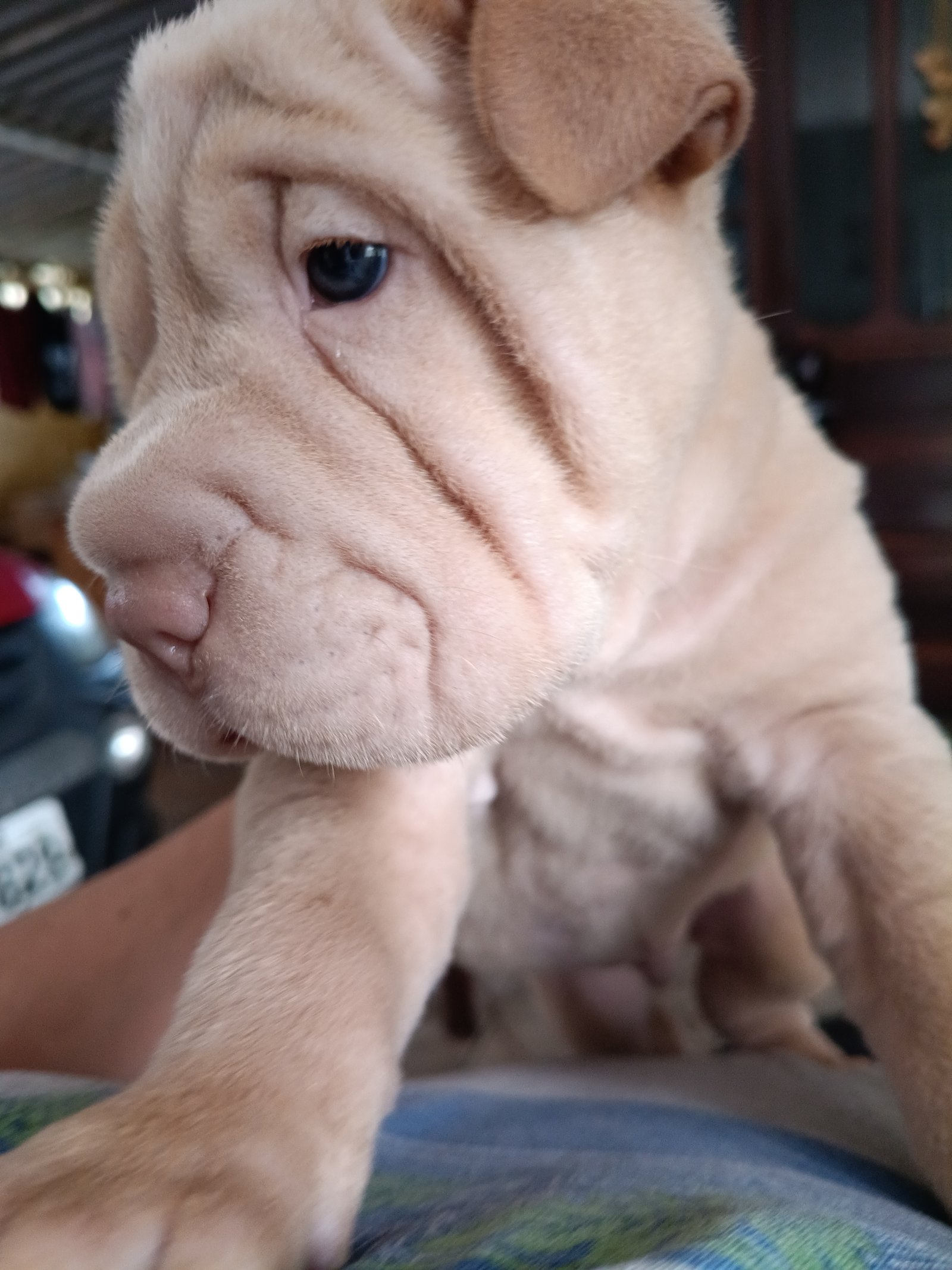 Filhotes de Shar-pei  - Foto 1