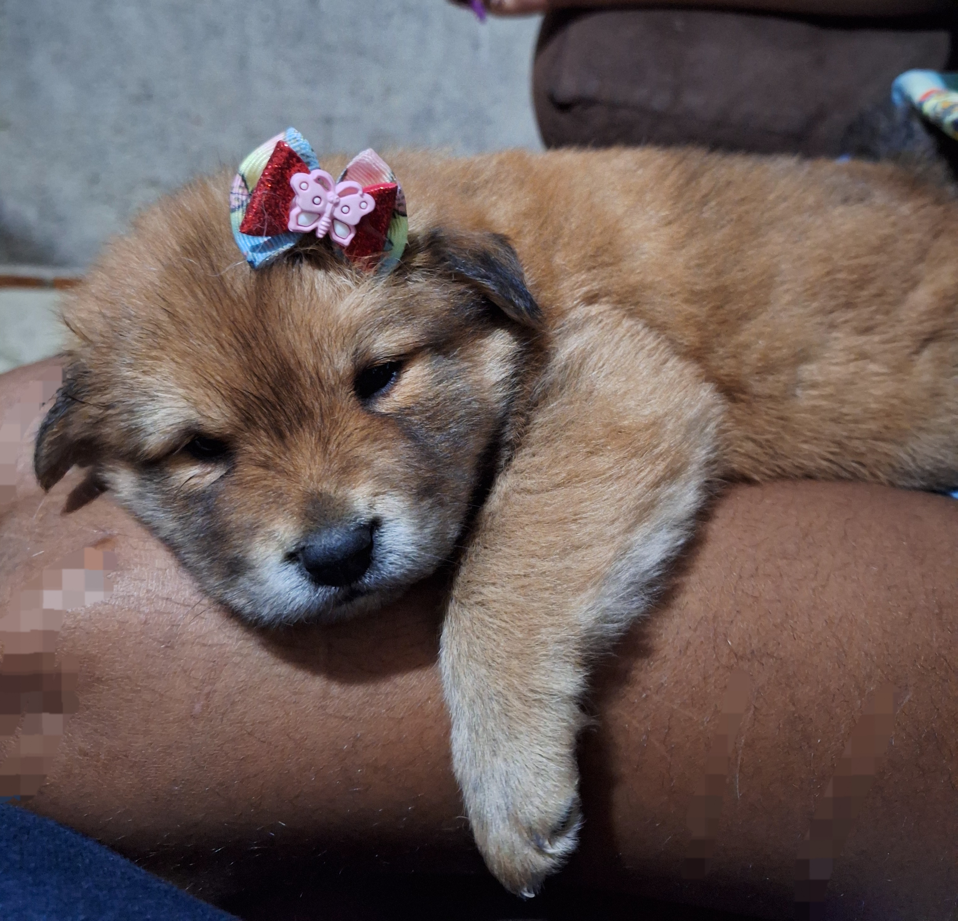 Portal Vendocão Vendo filhotes de Chow-Chow Rio de Janeiro