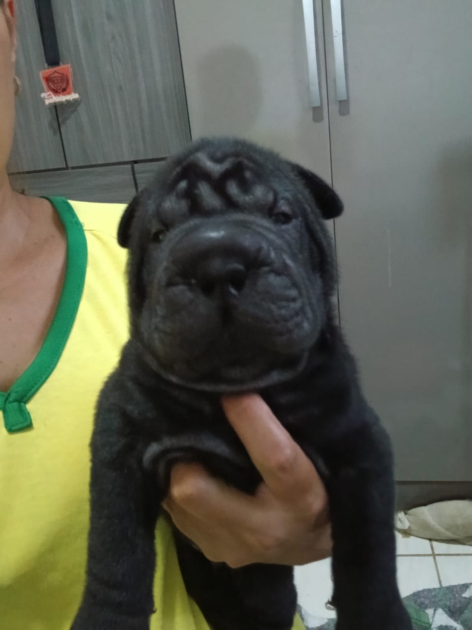 Portal Vendocão Filhotes de sharpei  João Pessoa