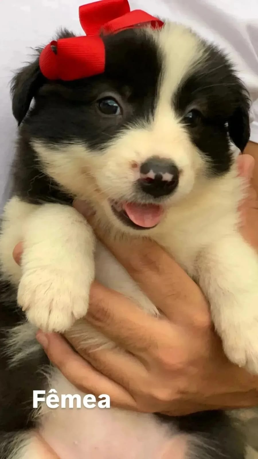Portal Vendocão Filhotes de Border Collie à Venda - Inteligência e Lealdade em Cada Filhote! Santa Luzia