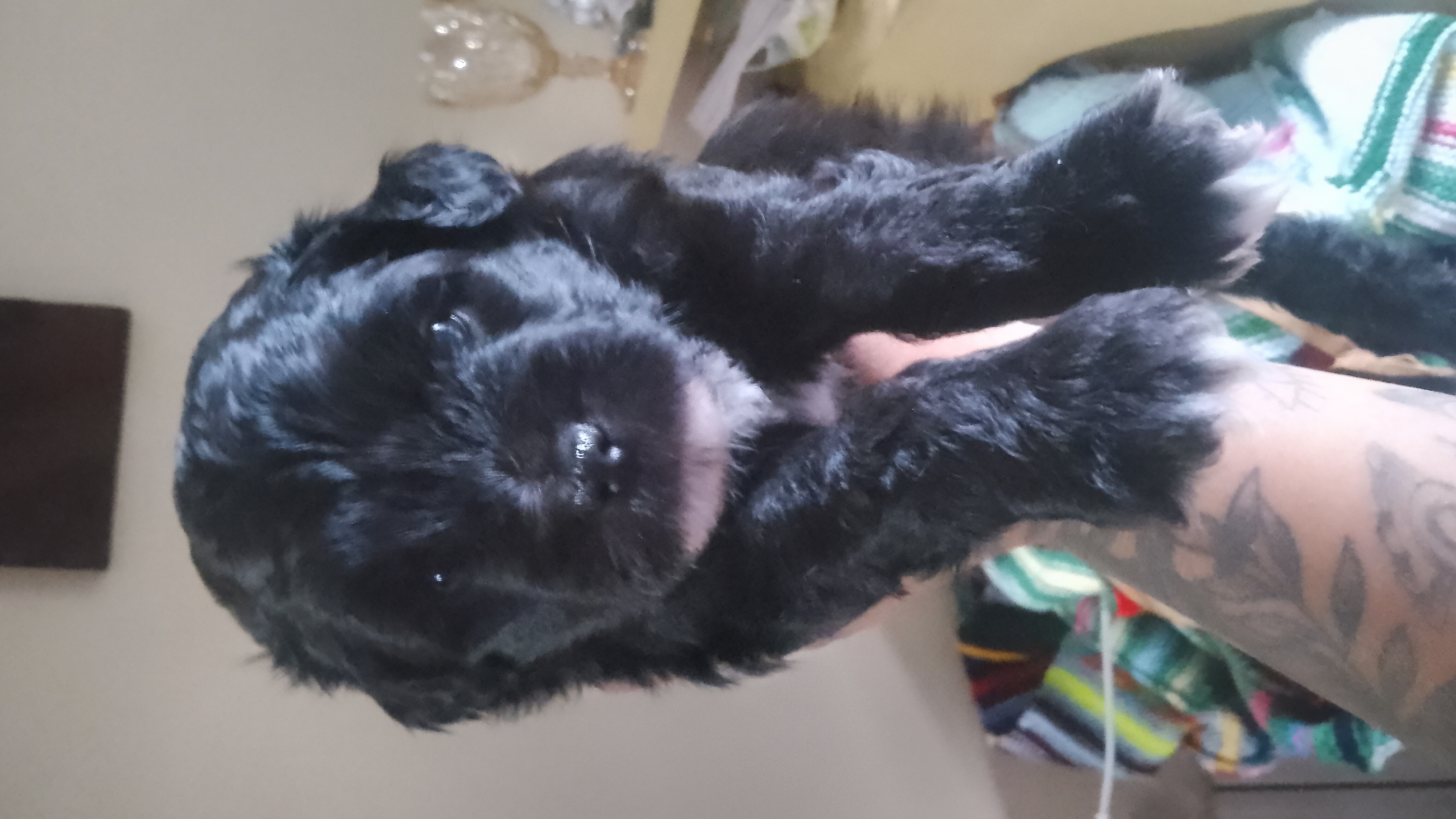 Portal Vendocão Cachorro shitzu Canoas