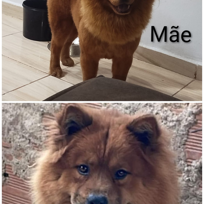 Filhotes de Chow chow - Foto 1