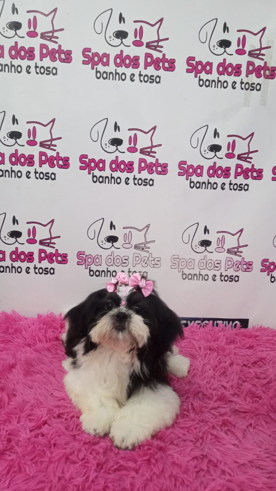 Shih-tzu disponível - Foto 1