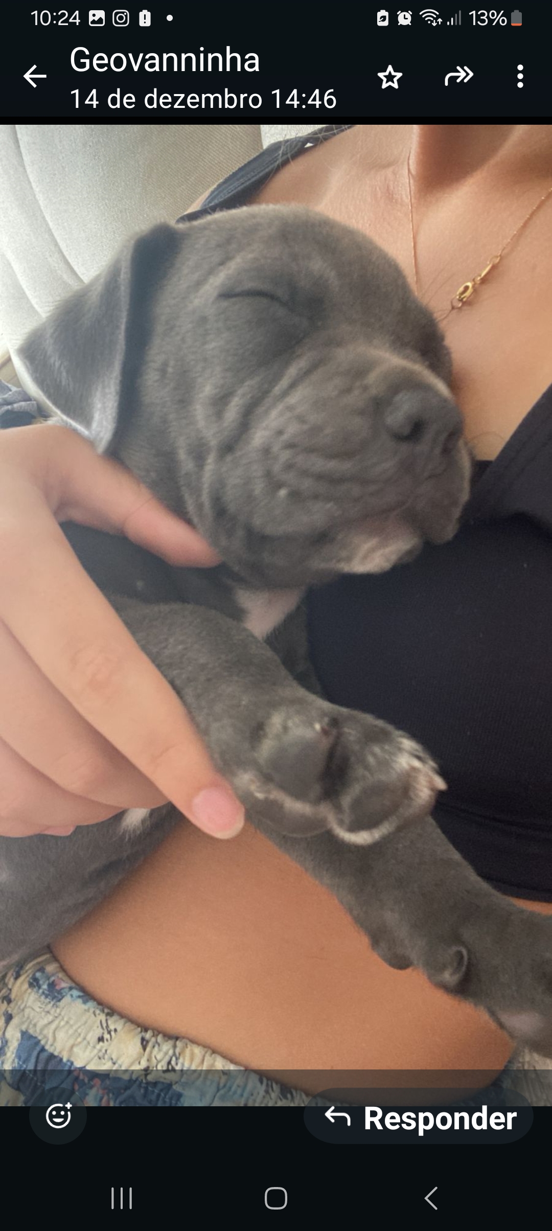 Portal Vendocão Filhote Pit bull sinistro..esse é top Aracaju